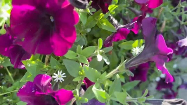 Петунии , которые больше сажать не буду! И петунии на 202 смотреть онлайн