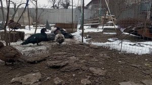 Как обогреть курятник без топления//Куда девать помет/