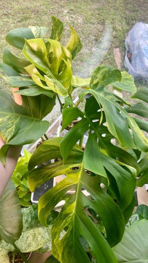 Черенки монстеры Елоу сплеш