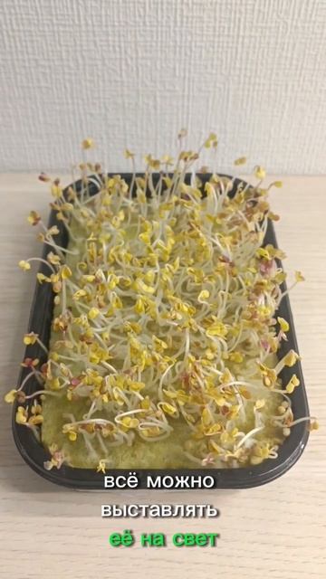 Микрозелень Горчица белая ,магазин Моя зелень . #микро? смотреть онлайн