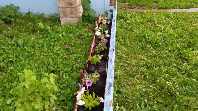 Петуния в открытом грунте или как мы украсили КПП 🤗 смотреть онлайн