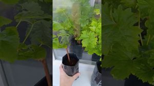 выращивание винограда в Ярославле