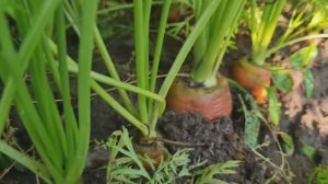 🥕 СЕКРЕТЫ ПОСЕВА МОРКОВИ ДЛЯ МЕГАУРОЖАЯ!