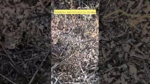 Замеры кислотности почвы китайским прибором #голубик?