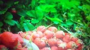 Посадка клубники в открытый грунт