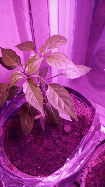 Перец 🌶 острый домашний. смотреть онлайн