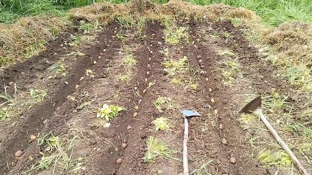 #ленивый #огород #грабли #тяпка #окучник #картошка #соло