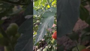 розовые помидоры 🍅 - второй оборот,  обзор теплицы# те?