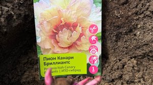 ВЫСАЖИВАЕМ ПИОНЫ ПРАВИЛЬНО. ЧТО НУЖНО КЛАСТЬ В ЛУНКУ.