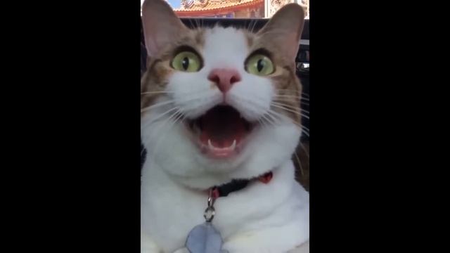 Прикол!Котэ и Лукашенко)) смотреть онлайн