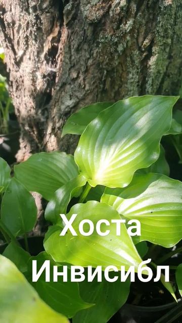 Купить хосту Хосты В Воронеже с Доставкой #доставкацв? смотреть онлайн