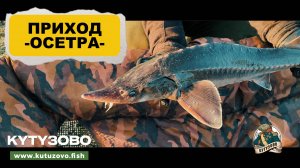 Приход осетра 07.05.2025
