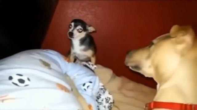 Смешные видео приколы Ржач 2017 смотреть онлайн