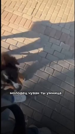 Пока внимания от собаки на Вас не будет даже можно не начинать убирать агрессию на собак⬇️