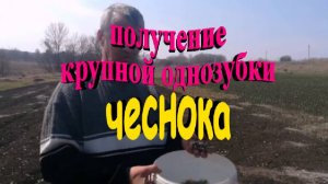 Весенняя посадка чеснока для полученияочень крупной однозубки((посевного материалла)