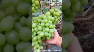 Виноград Подарок Энергодару - 2024