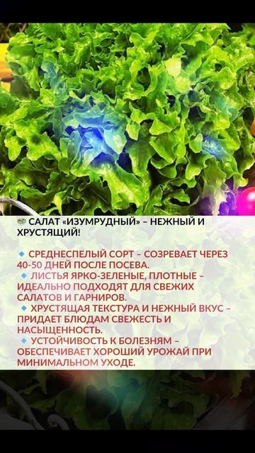 🥗 Салат «Изумрудный» – нежный и хрустящий!