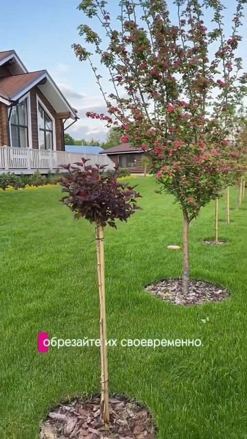 Как ухаживать за декоративными деревьями? #деревья #са смотреть онлайн