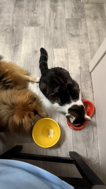 Кот ест из миски собаки
