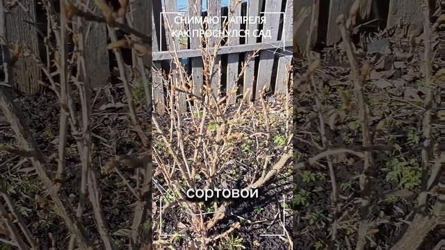 ✨Какие РАСТЕНИЯ ПРОБУДИЛИСЬ В НАШЕМ САДУ ПОСЛЕ ЗИМЫ??