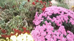 ВСЕ О МУЛЬТИФЛОРЕ, ПОСАДКА, УХОД, РАЗМНОЖЕНИЕ