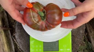 Томат Сахар Черный серия Шоколандия агрофирма Седек