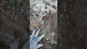 Доломитовая мука осенью.