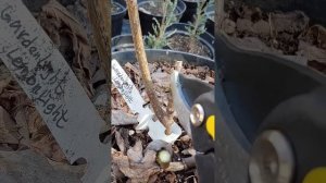 Обрезка и формирование метельчатой гортензии Lemonlight  и