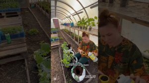 Цимус для рассады арт вб 211475313 Аминоцимус 4 силы арт вб