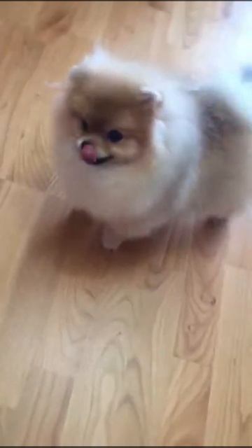 Померанский шпиц щенок продажа смотреть онлайн