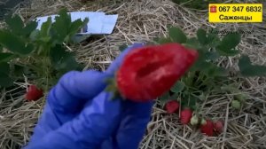 🍓КУПИТЬ САЖЕНЦЫ КЛУБНИКИ‼️//Клубника рассада почто?