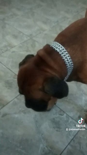 наш любимый собачонок🐕#собачки #домашний питомец #до? смотреть онлайн