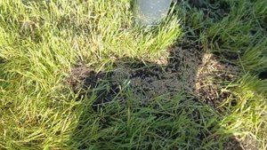 Подсев газона в первый месяц после посева. #газон #посе