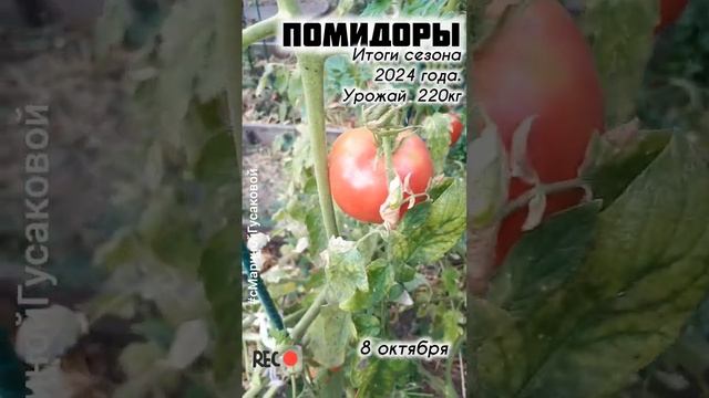 ПОМИДОРЫ ОСЕНЬЮ в открытом грунте УРОЖАЙ ПОМИДОРОВ 🍅