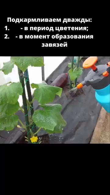 огурцы борная кислота смотреть онлайн