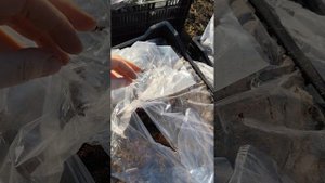 распаковка оптовой посылки корней пионов#цветы Кубан?