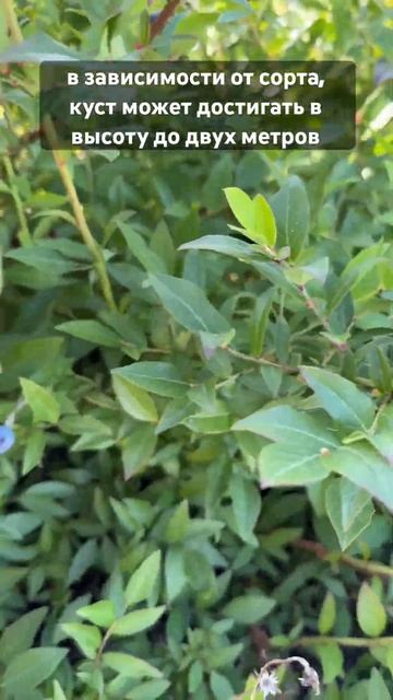 Вы тоже думали, что она растет как черника? смотреть онлайн