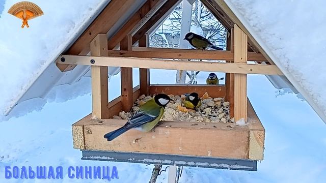 Грабли веерные Для любителей канала Грабли Лайф 25 01 2022 смотреть онлайн