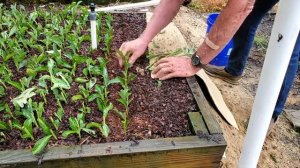 Технология посадки голубики в Америке часть 1