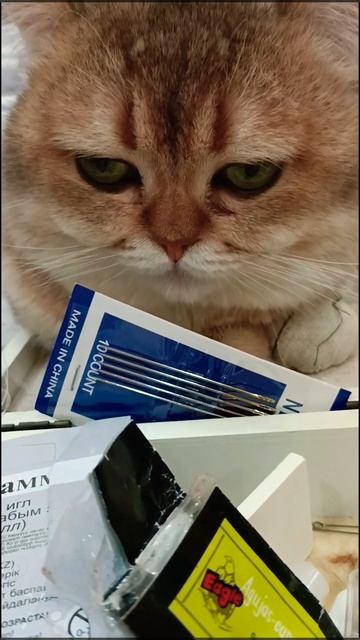 Басечка Шапочкин ❤️ помогает мне шить) #catvideos #cat #catlover смотреть онлайн