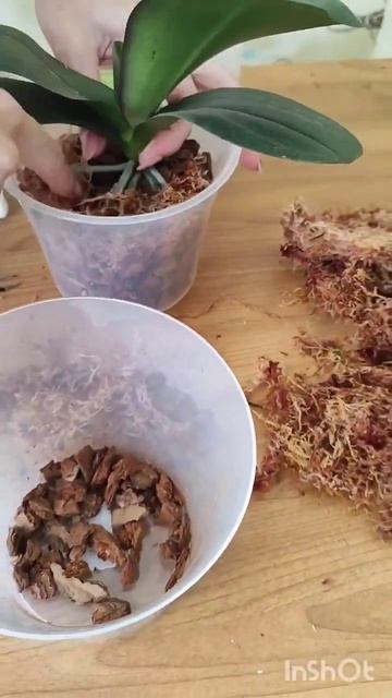 Посадка орхидеи #комнатныерастения #garden #plants #озеленен смотреть онлайн