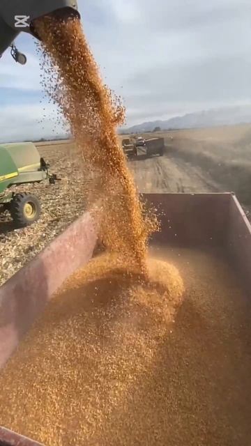 САМЫЙ ЛУЧШИЙ Гибрид LG 31545 ВЫСОКИЙ УРОЖАЙ КУКУРУЗЫ смотреть онлайн