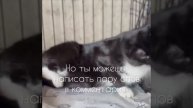 Кнопа ищет дом