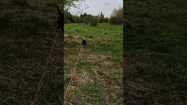 rutube.ru