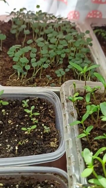 просрочка. #травы #урожай #огород #веснавдуше #хочулето смотреть онлайн