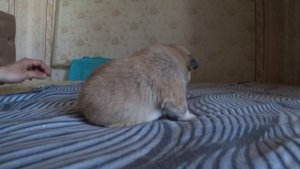 Щенкам КОРГИ Тей и Софий 14 дней