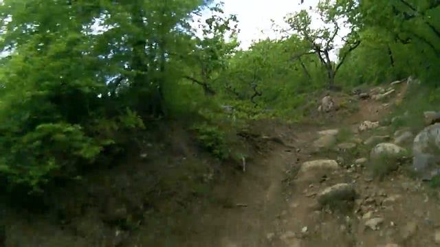 Мамонтовая DH