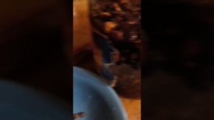 Первый этап выращивания кедра из шишки!