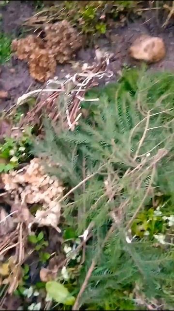 Как укрыть крупнолистную гортензию смотреть онлайн