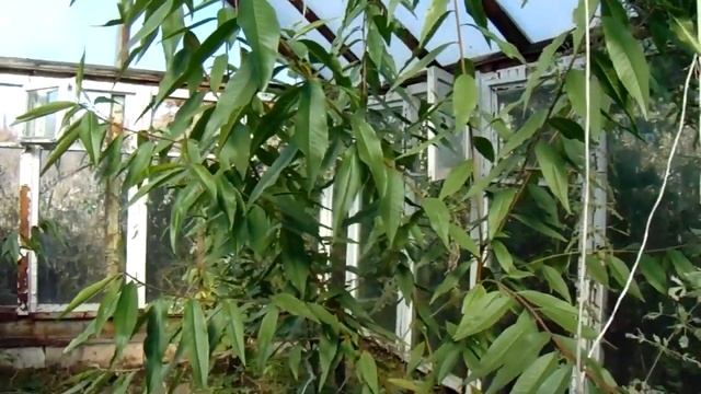 Выращивание персиков в теплице в Сибири смотреть онлайн